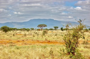 Ağaç üzerinde yabani kuş