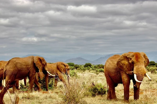 Wilde olifanten op de safari — Stockfoto