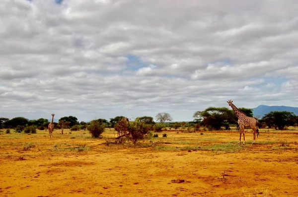 Wilde giraf op safari — Stockfoto