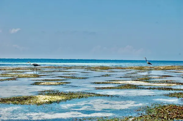 Aves selvagens na água — Fotografia de Stock