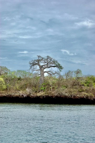 Grande albero in Kenya — Foto Stock