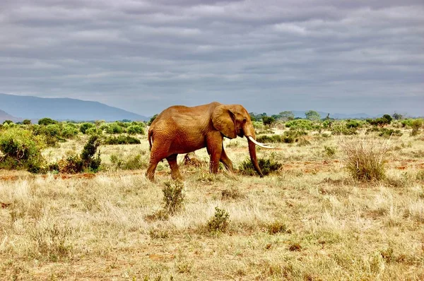 Lopen wilde olifant — Stockfoto