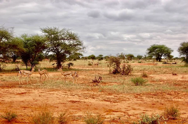 Antylopes op de safari — Stockfoto