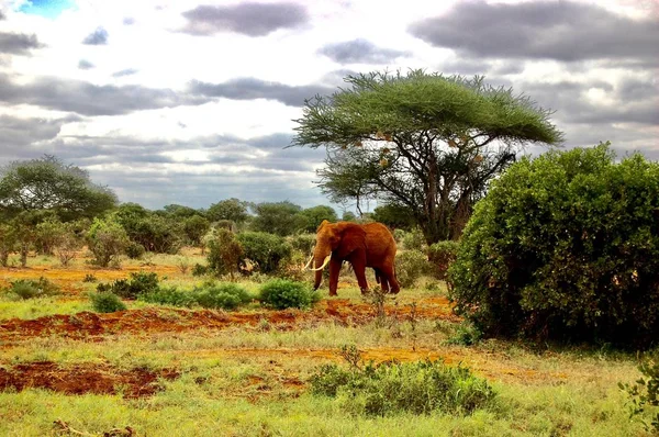 Lopen wilde olifant — Stockfoto