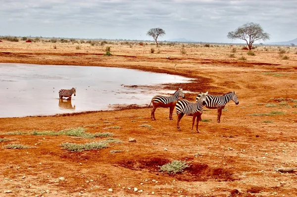 Zebra's familie op Safari — Stockfoto