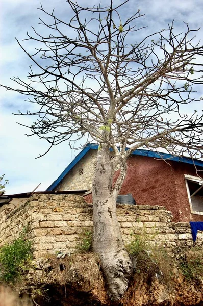 Träd på sluttningen — Stockfoto