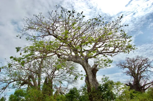 在肯尼亚的那棵大树 — 图库照片