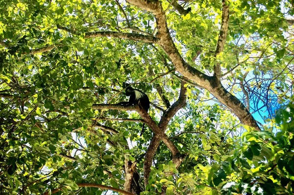 Mono salvaje sentado en el árbol — Foto de Stock