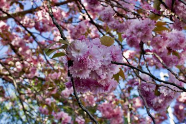 pembe çiçekli ağaç