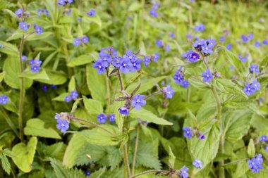 Ormandaki yabani ısırgan otu