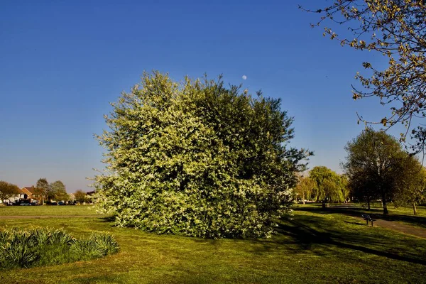 Luna sobre el árbol — Foto de Stock