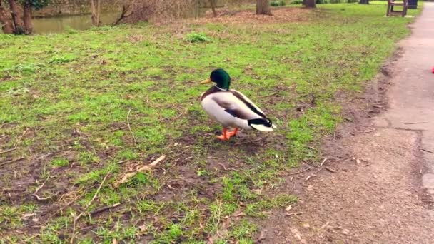 Canard sauvage dans le parc — Video