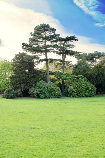 Зелене дерево в парку на весні — стокове фото
