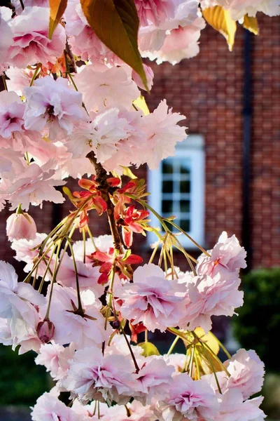 Flowering tree near house — Stock Photo, Image