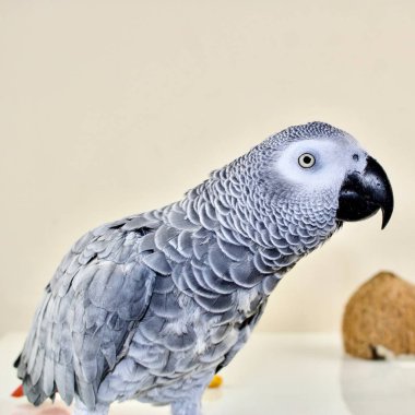 Afrika gri papağanı