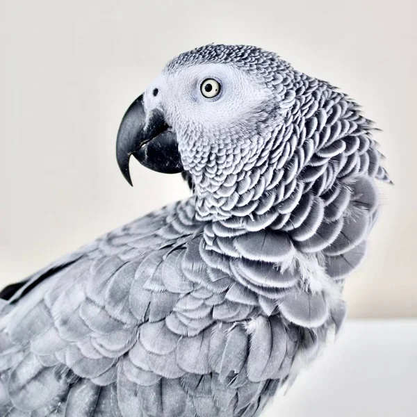 Африканський сірий папуга — стокове фото