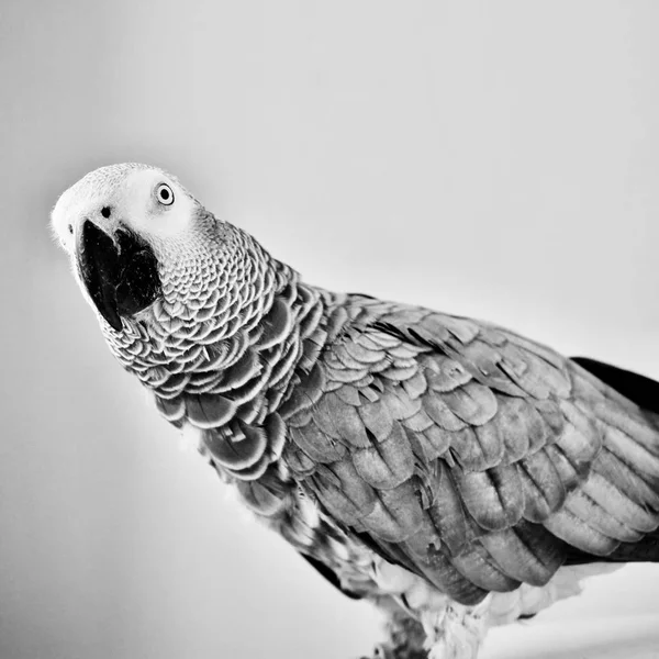 African grey parrot — Stock Photo, Image