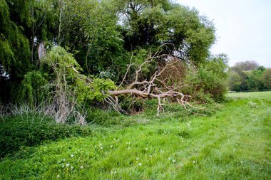 Eski ve kırık ağaç