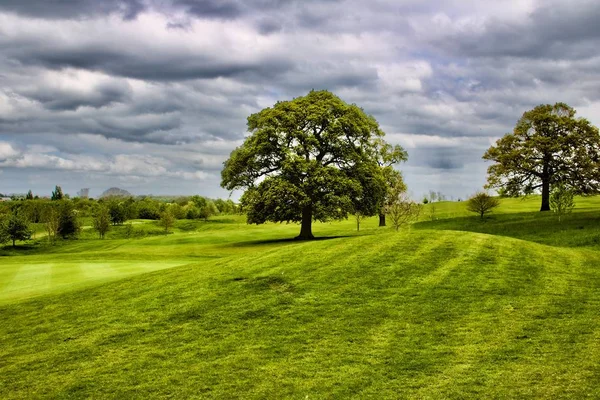 Grand arbre sur fond vert — Photo