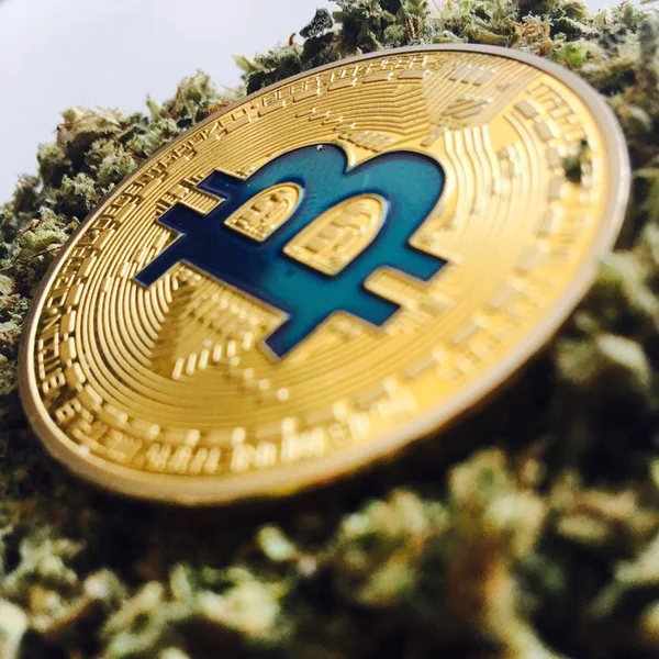 Altın bitcoin sikke ve ot
