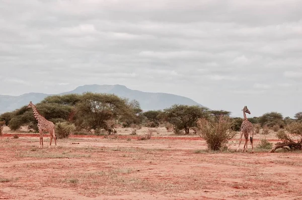 Twee giraffe op de safari — Stockfoto