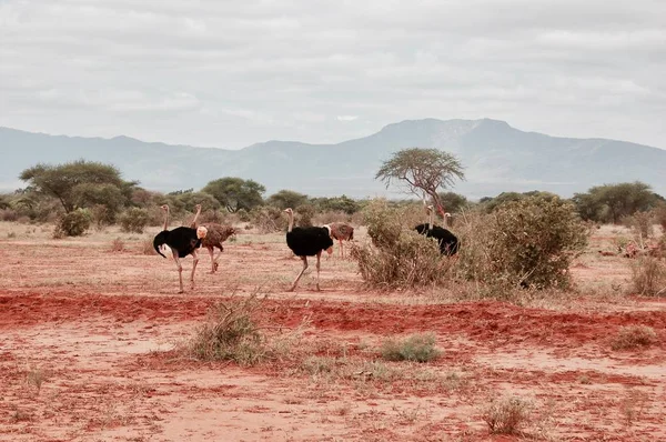 Safari büyük kuşlar — Stok fotoğraf