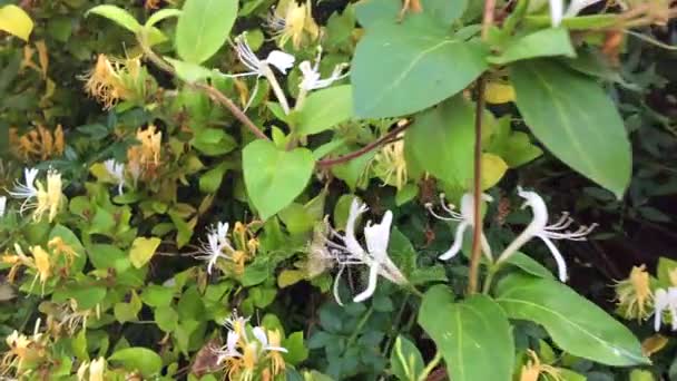 꽃에 꿀벌 — 비디오