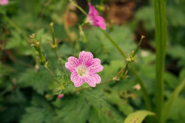 küçük pembe çiçek