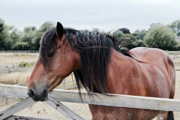 Mooi paard op het dorp — Stockfoto