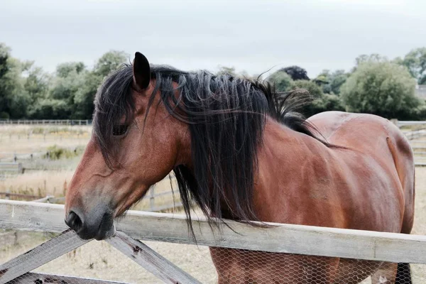 Pěkný kůň na vesnici — Stock fotografie