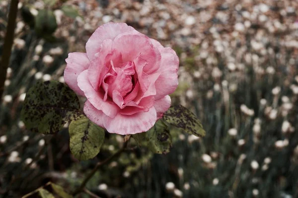 Рожева троянда в саду — стокове фото