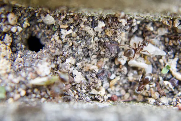 Karıncalar doğal tünel