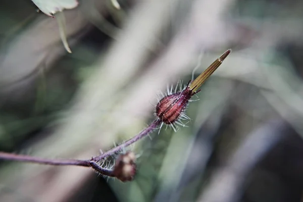 Piccolo fiore peloso — Foto Stock