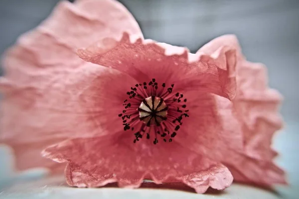 Poppy seed flower