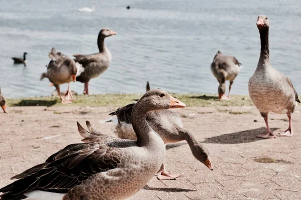 Göldeki vahşi ördekler — Stok fotoğraf