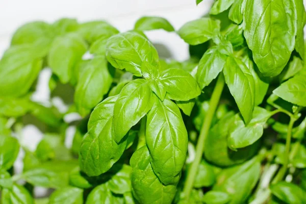 Verse basilicum in de keuken — Stockfoto