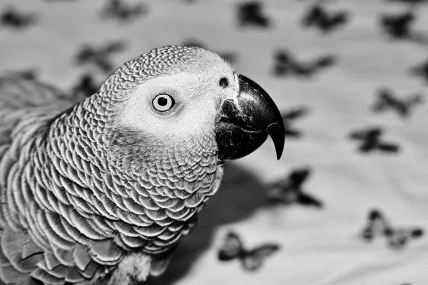 Afrika gri papağanı — Stok fotoğraf