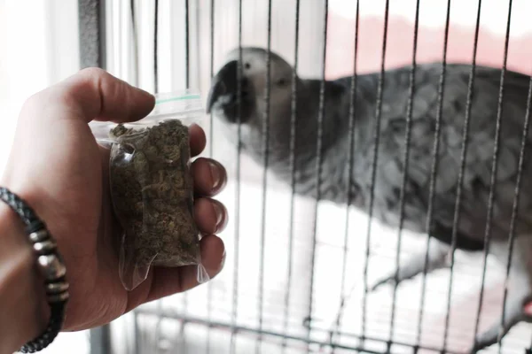 Bolsa con una marihuana en la mano — Foto de Stock