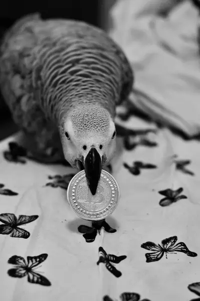 African grey parrot — Stock Photo, Image