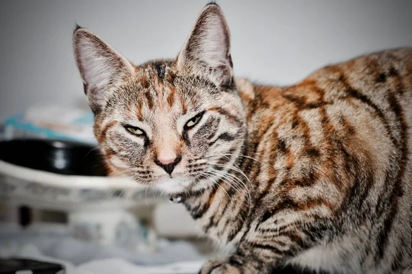 Junge braune Katze — Stockfoto