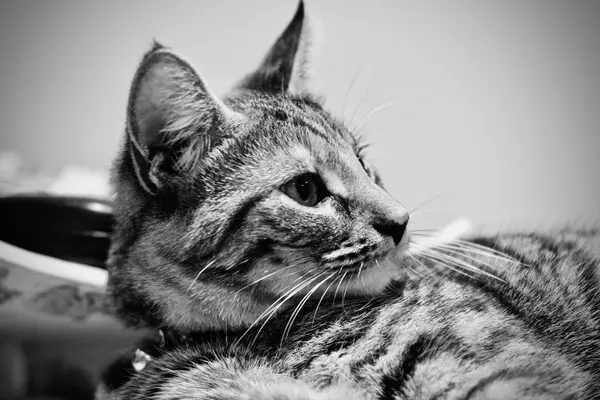 Gato castanho jovem — Fotografia de Stock