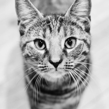 Genç güzellik kedi