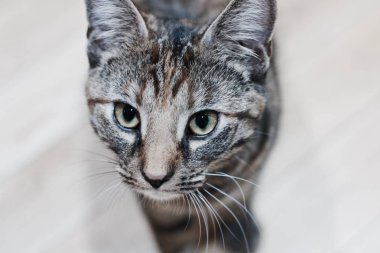 Genç güzellik kedi