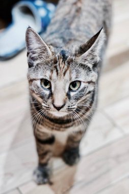 Genç güzellik kedi