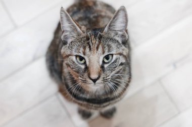 Genç güzellik kedi