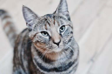 Genç güzellik kedi