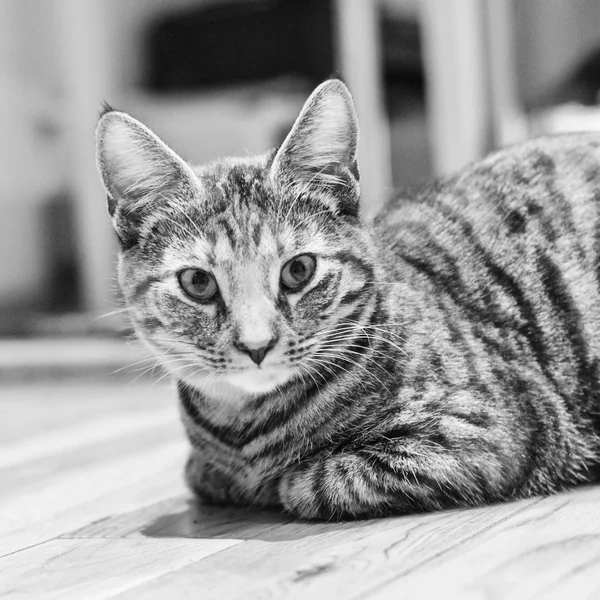 Молода краса кішка — стокове фото