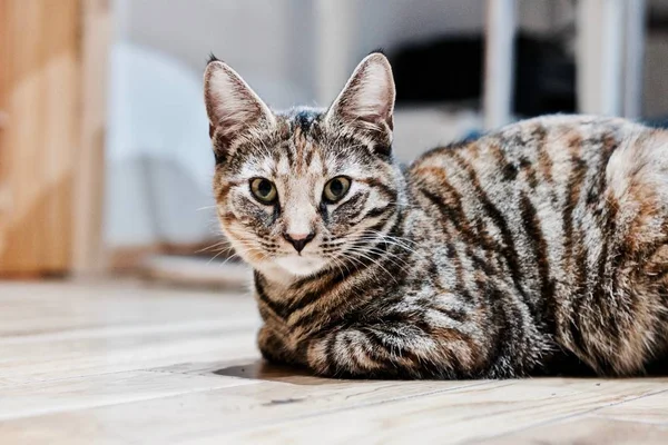 Gato de beleza jovem — Fotografia de Stock