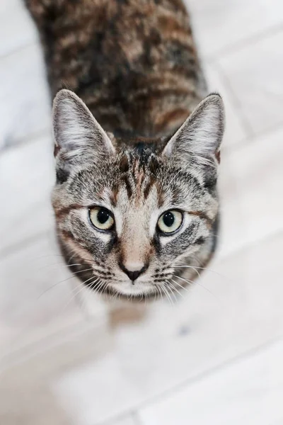 Gato de beleza jovem — Fotografia de Stock