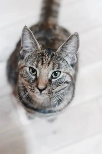 A fiatal szépség macska — Stock Fotó